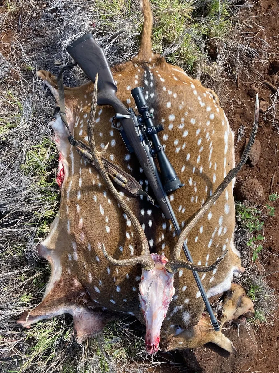Axis deer hides and antlers laid out with a scoped hunting rifle.